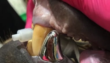 Tytanowy zgryz. Zwierzę dostało największą koronę dentystyczną świata