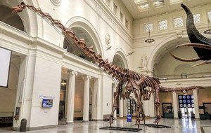 Tytanozaur gigant. Ma 37 metrów i już niedługo stanie w londyńskim muzeum