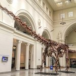 Tytanozaur gigant. Ma 37 metrów i już niedługo stanie w londyńskim muzeum