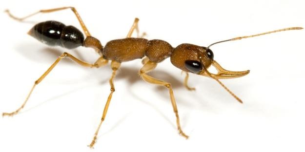 Tzw. mrówki skaczące Jerdona (rodzaj Harpegnathos saltator) /AFP