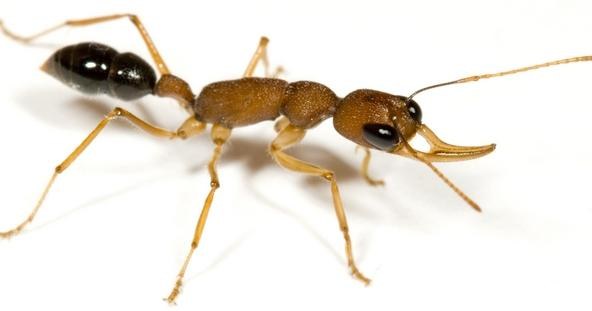 Tzw. mrówki skaczące Jerdona (rodzaj Harpegnathos saltator) /AFP
