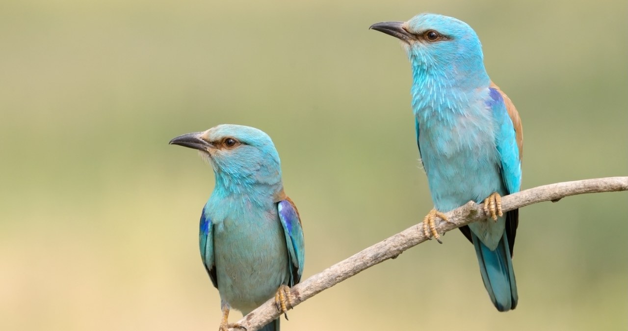 U kraski (łac. Coracias garrulus) praktycznie nie występuje dymorfizm płciowy /CanvaPro /Canva Pro