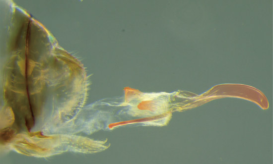 U owadów z rodzaju Neotrogla u samic występują penisopobne twory (Fot. Current Biology) /materiały prasowe