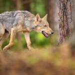 U wilka z Polski wykryto śmiertelnego wirusa. Mógł zarazić się od dzika