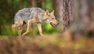 U wilka z Polski wykryto śmiertelnego wirusa. Mógł zarazić się od dzika