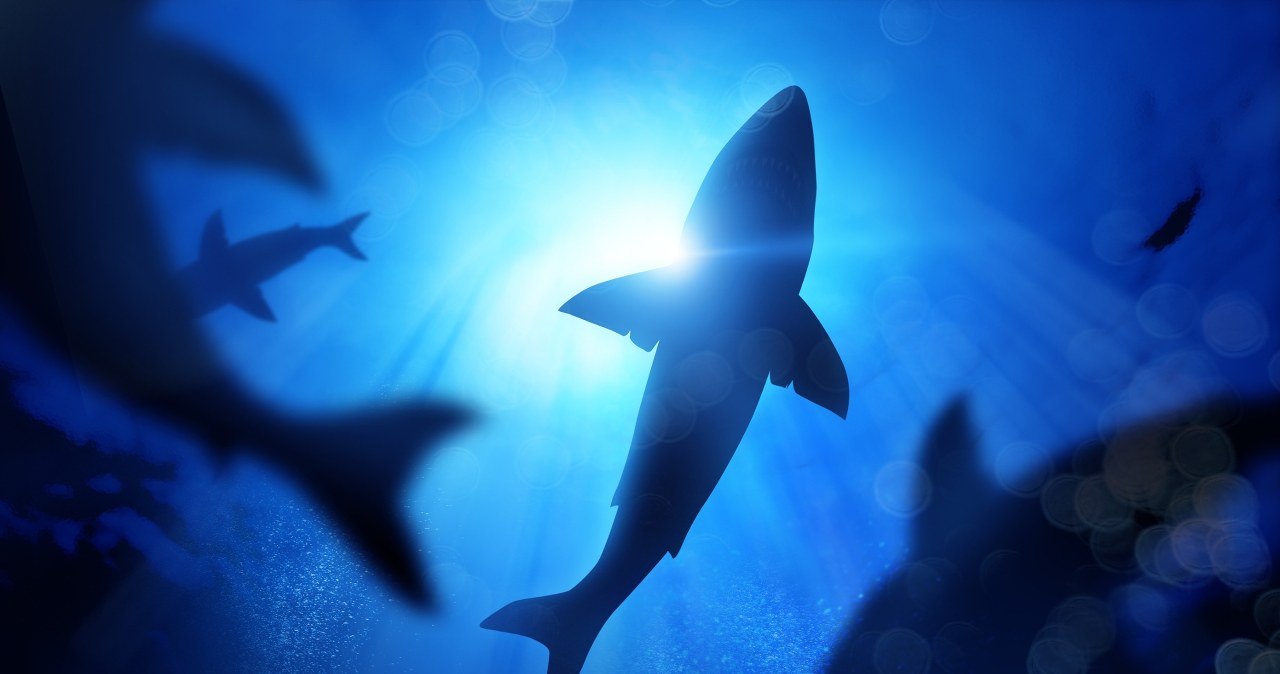 U wybrzeży Hurghady zaobserwowano rekina. Hotele zamknęły plaże. /solarseven /123RF/PICSEL