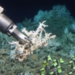 U wybrzeży USA odkryto dziewiczą rafę koralową