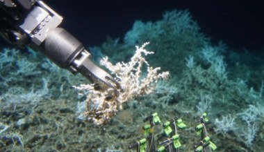 U wybrzeży USA odkryto dziewiczą rafę koralową