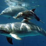 U wybrzeży Wysp Owczych zabito 99 delfinów butlonosych. Najwięcej od 124 lat