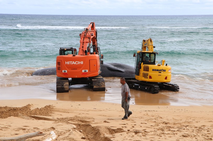 U wybrzeży znaleziono olbrzymiego martwego kaszalota. Wieloryb ważył aż 60 ton /materiały prasowe