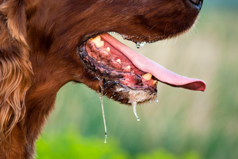 Animals suffering from rabies show aggression and runny mouth / INTERIA.PL