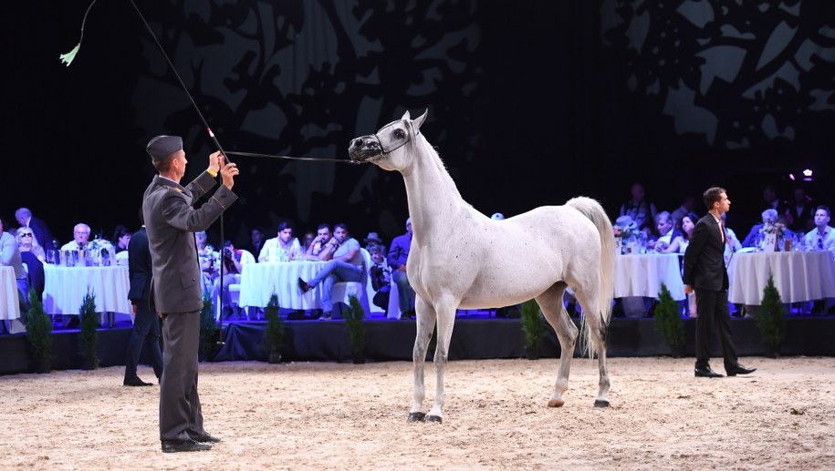 Ubiegłoroczna aukcja "Pride of Poland" /Wojciech Pacewicz /PAP
