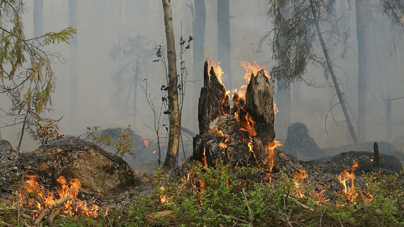 Ubiegłoroczne pożary Amazonii jeszcze poważniejsze niż się wydawało /Geekweek