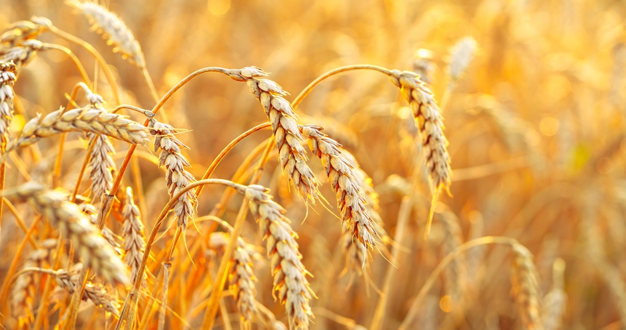 Ubiegły sezon to rekordowo niskie ceny pszenicy i kukurydzy na świecie. /123RF/PICSEL