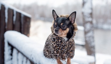 Ubranie dla psa: moda czy konieczność? Kiedy pies potrzebuje ubrania?