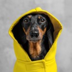 Ubranka dla psów na zimę – hit czy kit? Ekspert rozwiewa wątpliwości właścicieli