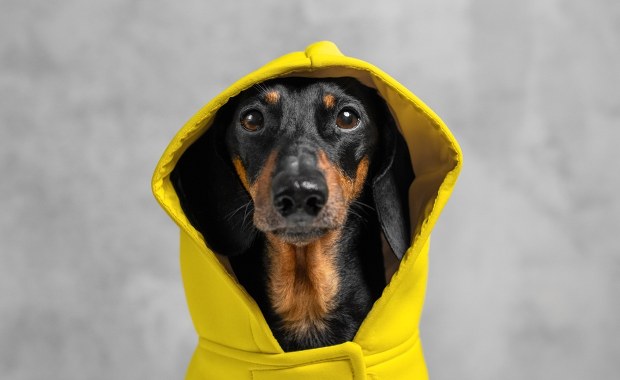 Ubranka dla psów na zimę – hit czy kit? Ekspert rozwiewa wątpliwości właścicieli