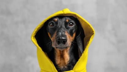 Ubranka dla psów na zimę – hit czy kit? Ekspert rozwiewa wątpliwości właścicieli