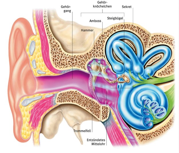 Ucho - przekrojowo /Wissen Media Verlag /PAP/DPA
