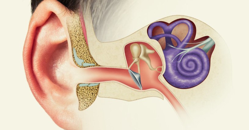 Ucho środkowe to skomplikowany układ kostek, które zamieniają drgania błony bębenkowej na impulsy nerwowe /123RF/PICSEL