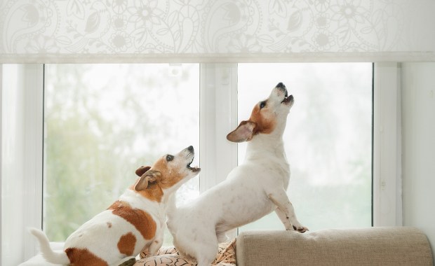 ​Uciążliwe szczekanie psów - szykują się zmiany w prawie. Co czeka właścicieli?