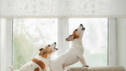 ​Uciążliwe szczekanie psów - szykują się zmiany w prawie. Co czeka właścicieli?