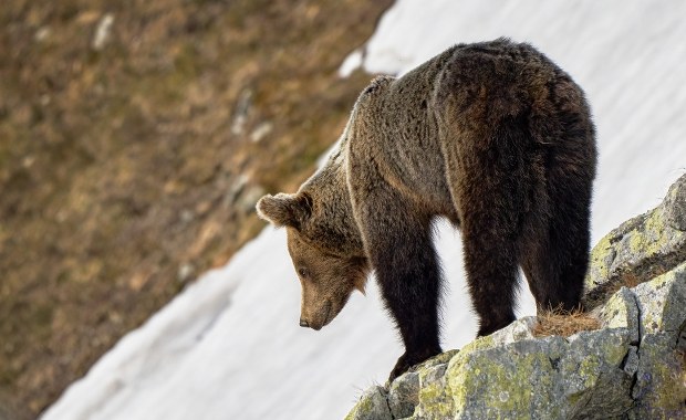 Ucieczka to zły pomysł. Niedźwiedzie budzą się w Tatrach