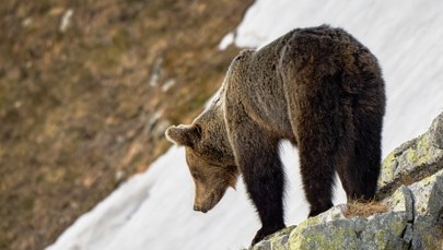 Ucieczka to zły pomysł. Niedźwiedzie budzą się w Tatrach