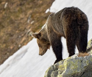 Ucieczka to zły pomysł. Niedźwiedzie budzą się w Tatrach