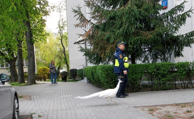 Uciekinier z Łazienek wstrzymał ruch. Konieczna była eskorta