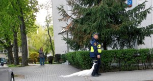 Uciekinier z Łazienek wstrzymał ruch. Konieczna była eskorta