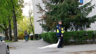 Uciekinier z Łazienek wstrzymał ruch. Konieczna była eskorta