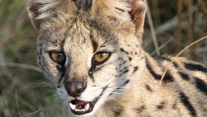 Uciekł serwal afrykański. Znak szczególny? Czerwone szelki