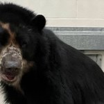 Uciekł z zoo dwa razy w ciągu miesiąca. Znaleziono dla niego wybieg z fosą