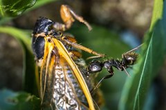 Uczta dla ptactwa i gryzoni. Miliardy cykad wyszły na powierzchnię