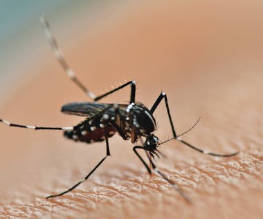 Uczulenie na komary: Objawy, przyczyny, jak leczyć?