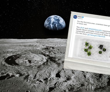 Udało się! Naukowcy po raz pierwszy wyhodowali rośliny na księżycowej glebie