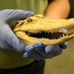 Udaremniono przemyt spreparowanej głowy aligatora
