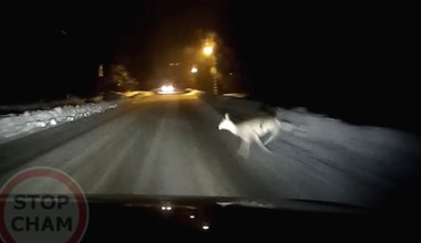 Uderzył w sarnę, roztrzaskał się o busa. Pech kierowcy osobówki