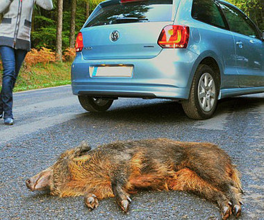 Uderzyłeś w dziką zwierzynę? Sprawdź, czy przejechałeś znak A-18b