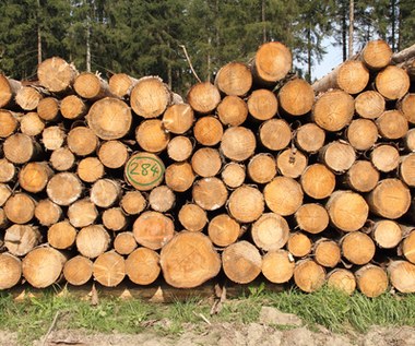 UE chce ograniczenia wycinki drzew. Szwedzi ostro protestują 
