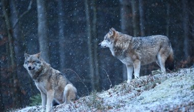 UE chce pozwolić polować na wilki. Nie ma na to naukowego uzasadnienia