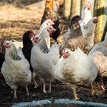 UE chce wprowadzić system znakowania żywności, który uwzględni dobrostan zwierząt
