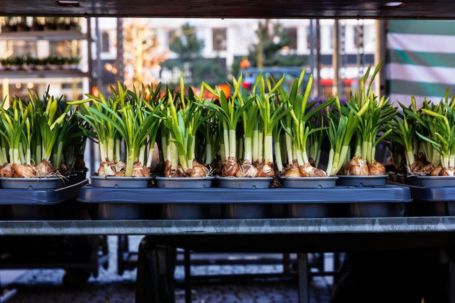UE mówi stop plastikowym doniczkom! Co czeka ogrodników i klientów? /Shutterstock