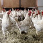 UE może wznowić import z Brazylii. Bruksela szykuje decyzję
