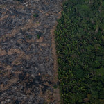 ​UE nie chce towarów związanych z wylesianiem