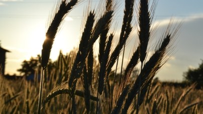 ​UE wspiera Ukrainę kosztem polskiego rolnictwa. Przepadły postulaty Warszawy