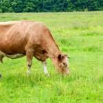 UE wstrzymuje import mięsa z Brazylii. Obawy m.in. o antybiotyki