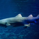 UE wzmocniła zakaz odpłetwiania rekinów. "Jest okrutne"