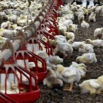 Mercosur UE zakazała importu mięsa z kraju Mercosur. Teraz rozważa zniesienie zakazu